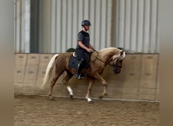 Cruzado, Hongre, 5 Ans, 157 cm, Palomino