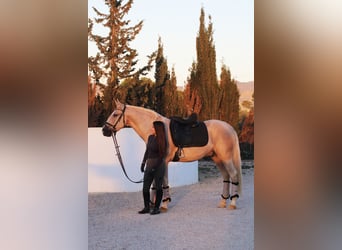 Cruzado, Hongre, 5 Ans, 157 cm, Perle