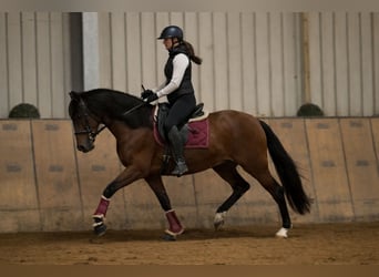 Cruzado, Hongre, 5 Ans, 158 cm, Bai