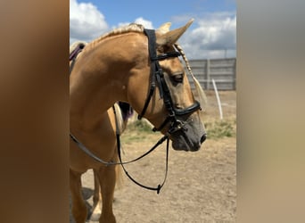 Cruzado, Hongre, 5 Ans, 163 cm, Palomino