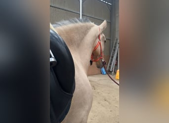 Cruzado, Hongre, 5 Ans, 165 cm, Cremello