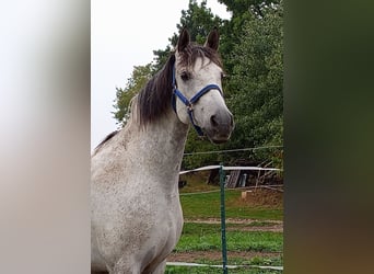 Cruzado, Hongre, 5 Ans, 165 cm