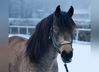 Cruzado, Hongre, 6 Ans, 148 cm, Isabelle