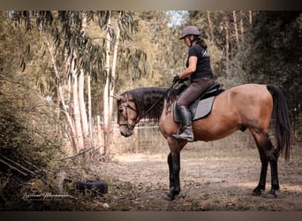 Cruzado, Hongre, 6 Ans, 150 cm, Buckskin