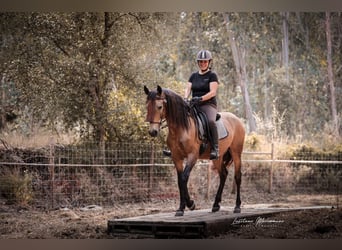 Cruzado, Hongre, 6 Ans, 150 cm, Buckskin