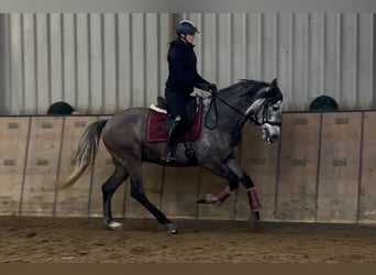 Cruzado, Hongre, 6 Ans, 158 cm, Gris
