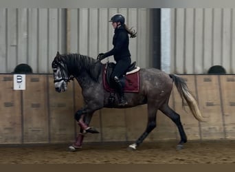 Cruzado, Hongre, 6 Ans, 158 cm, Gris