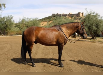 Cruzado, Hongre, 6 Ans, 162 cm, Bai Cruzado, Hongre, 6 Ans, 162 cm, Bai