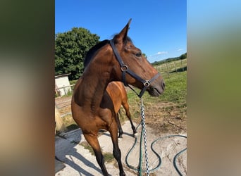 Cruzado, Hongre, 6 Ans, 163 cm