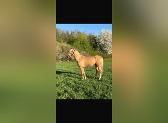 Cruzado, Hongre, 6 Ans, 164 cm, Palomino