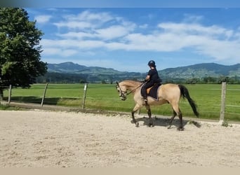 Cruzado Croisé, Hongre, 6 Ans, 174 cm, Buckskin