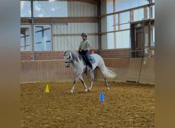 Cruzado, Hongre, 7 Ans, 155 cm, Gris pommelé