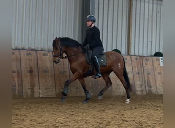 Cruzado, Hongre, 7 Ans, 160 cm, Bai