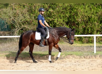 Cruzado, Hongre, 7 Ans, 162 cm, Bai brun