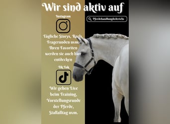 Cruzado, Hongre, 8 Ans, 162 cm, Gris
