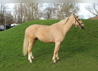 Cruzado, Hongre, 8 Ans, 165 cm, Palomino