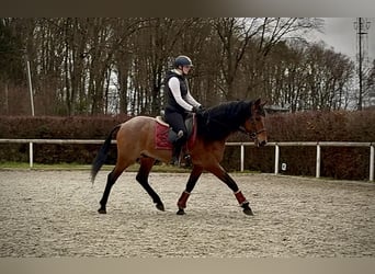 Cruzado, Hongre, 9 Ans, 155 cm, Rouan Rouge