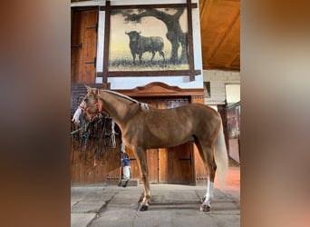Cruzado, Hongre, 9 Ans, 156 cm, Palomino