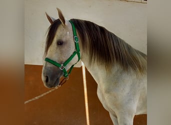 Cruzado, Hongre, 9 Ans, 157 cm, Gris