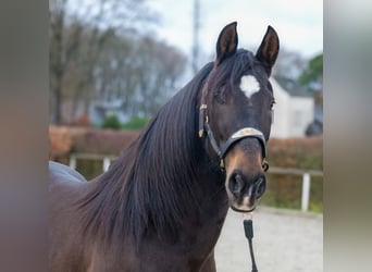 Cruzado, Hongre, 9 Ans, 158 cm, Bai brun