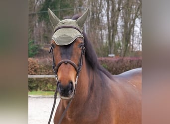 Cruzado, Hongre, 9 Ans, 163 cm, Bai