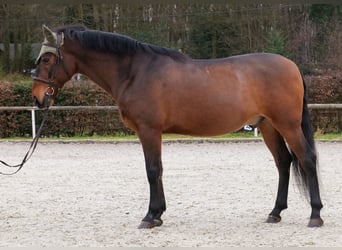 Cruzado, Hongre, 9 Ans, 163 cm, Bai