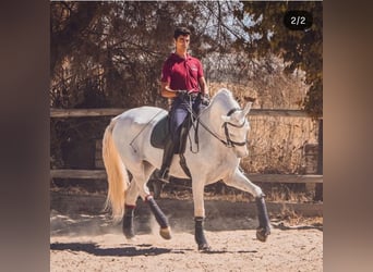 Cruzado Croisé, Hongre, 9 Ans, 167 cm, Blanc
