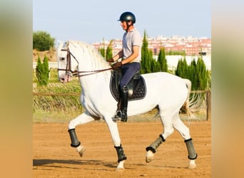 Cruzado Croisé, Hongre, 9 Ans, 167 cm, Blanc