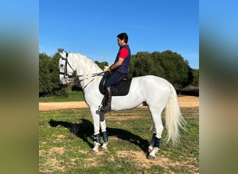Cruzado Croisé, Hongre, 9 Ans, 167 cm, Blanc