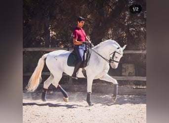 Cruzado Croisé, Hongre, 9 Ans, 167 cm, Blanc