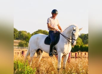 Cruzado Croisé, Hongre, 9 Ans, 167 cm, Blanc
