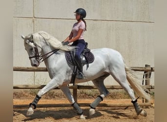 Cruzado Croisé, Hongre, 9 Ans, 169 cm, Blanc