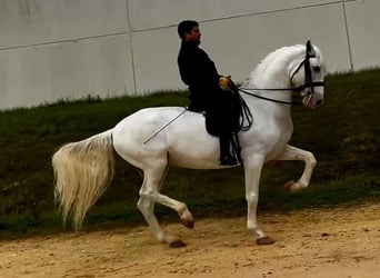 Cruzado Croisé, Hongre, 9 Ans, 169 cm, Blanc