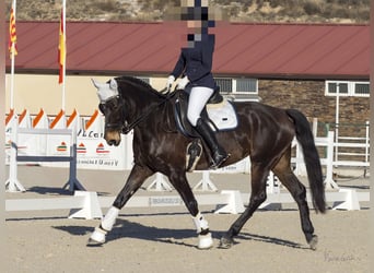Cruzado, Jument, 10 Ans, 160 cm, Bai