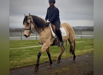 Cruzado, Jument, 11 Ans, 160 cm, Isabelle