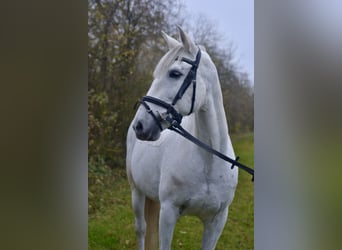 Cruzado, Jument, 13 Ans, 155 cm, Gris