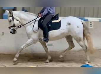 Cruzado, Jument, 13 Ans, 155 cm, Gris