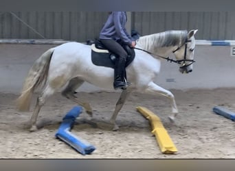 Cruzado, Jument, 13 Ans, 155 cm, Gris