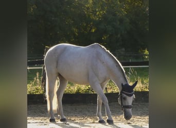 Cruzado, Jument, 15 Ans, 142 cm, Gris moucheté