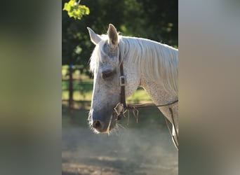 Cruzado, Jument, 15 Ans, 165 cm, Gris