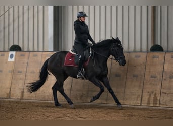 Cruzado, Jument, 3 Ans, 150 cm, Noir