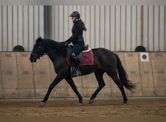 Cruzado, Jument, 3 Ans, 150 cm, Noir