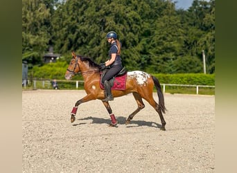 Cruzado, Jument, 3 Ans, 153 cm, Léopard