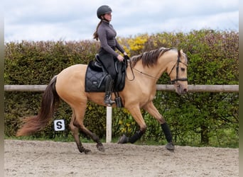 Cruzado, Jument, 3 Ans, 158 cm, Isabelle