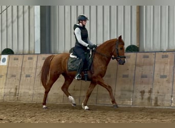 Cruzado, Jument, 4 Ans, 148 cm, Alezan