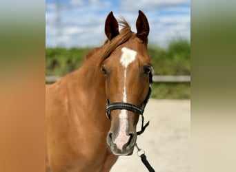 Cruzado, Jument, 4 Ans, 150 cm, Alezan