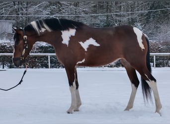 Cruzado, Jument, 4 Ans, 153 cm, Pinto