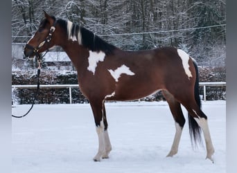 Cruzado, Jument, 4 Ans, 153 cm, Pinto