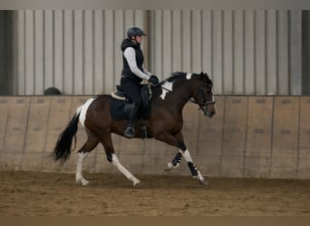 Cruzado, Jument, 4 Ans, 153 cm, Pinto