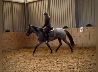 Cruzado, Jument, 4 Ans, 153 cm, Rouan bleu
